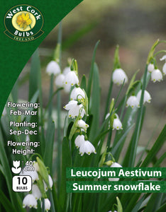 Leucojum Aestivum Summer snowflake - Green's of Ireland Online Garden Shop. Leucojum, West Cork Bulbs, Daffodil Bulbs, Tulip Bulbs, Crocus Bulbs, Autumn Bulbs, Bulbs, Cheap Bulbs