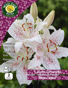 Lilium Oriental 'Muscadet'