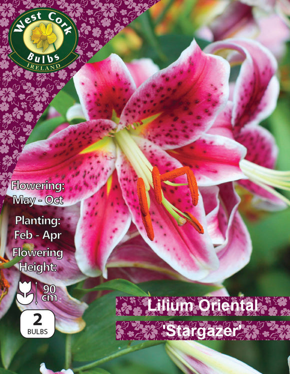 Lilium Oriental 'Stargazer' - Green's of Ireland Online Garden Shop.  Flower Bulbs, West Cork Bulbs, Daffodil Bulbs, Tulip Bulbs, Crocus Bulbs, Autumn Bulbs, Bulbs, Cheap Bulbs