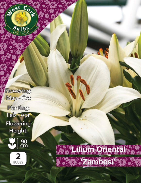 Lilium Oriental 'zamble'