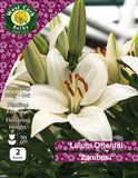 Lilium Oriental 'Zambesi'