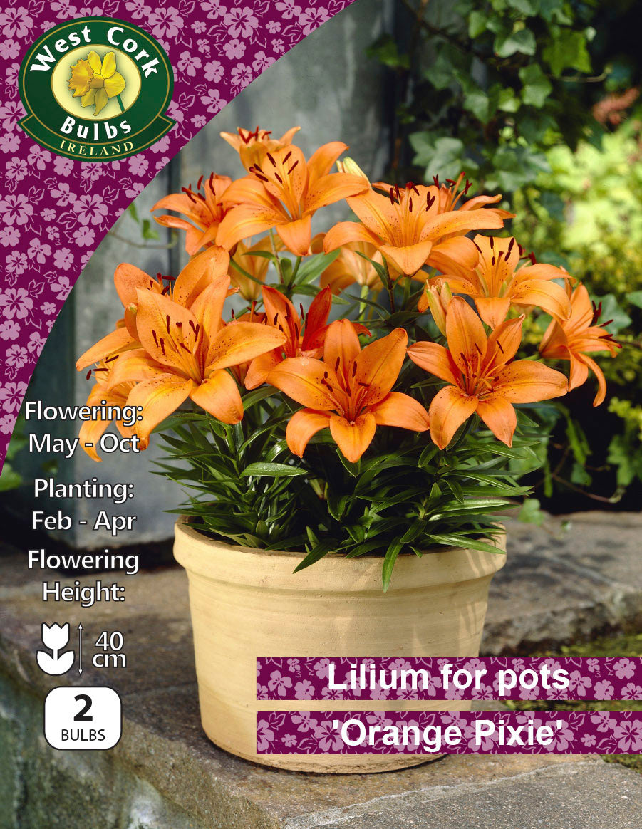Lilium for Pots 'Orange Pixie'