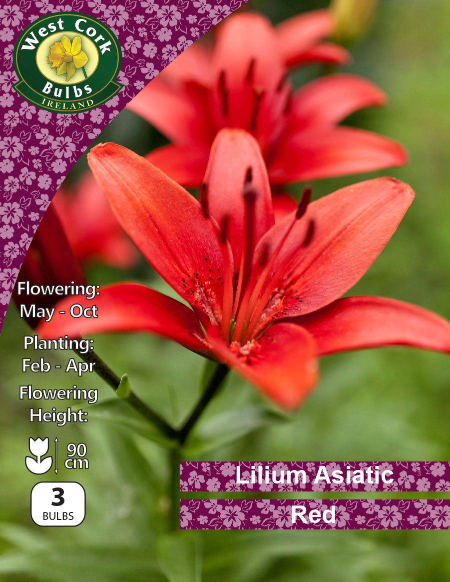 Lilium Asiatic Red - Green's of Ireland Online Garden Shop.  Flower Bulbs, West Cork Bulbs, Daffodil Bulbs, Tulip Bulbs, Crocus Bulbs, Autumn Bulbs, Bulbs, Cheap Bulbs