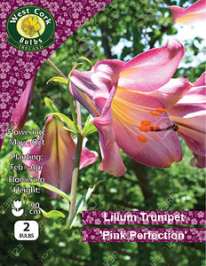 Lilium Trumpet 'Pink Perfection'