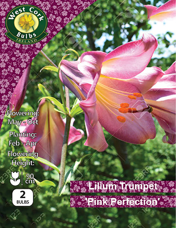 Lilium Trumpet 'Pink Perfection'