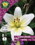 Lilium Asiatic White - Green's of Ireland Online Garden Shop.  Flower Bulbs, West Cork Bulbs, Daffodil Bulbs, Tulip Bulbs, Crocus Bulbs, Autumn Bulbs, Bulbs, Cheap Bulbs