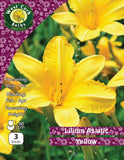 Lilium Asiatic Yellow - Green's of Ireland Online Garden Shop.  Flower Bulbs, West Cork Bulbs, Daffodil Bulbs, Tulip Bulbs, Crocus Bulbs, Autumn Bulbs, Bulbs, Cheap Bulbs
