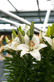 Lilium Oriental 'Zambesi' - Green's of Ireland Online Garden Shop.  Flower Bulbs, West Cork Bulbs, Daffodil Bulbs, Tulip Bulbs, Crocus Bulbs, Autumn Bulbs, Bulbs, Cheap Bulbs