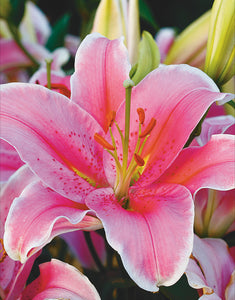 Lilium Oriental 'Sorbonne' - Green's of Ireland Online Garden Shop.  Flower Bulbs, West Cork Bulbs, Daffodil Bulbs, Tulip Bulbs, Crocus Bulbs, Autumn Bulbs, Bulbs, Cheap Bulbs