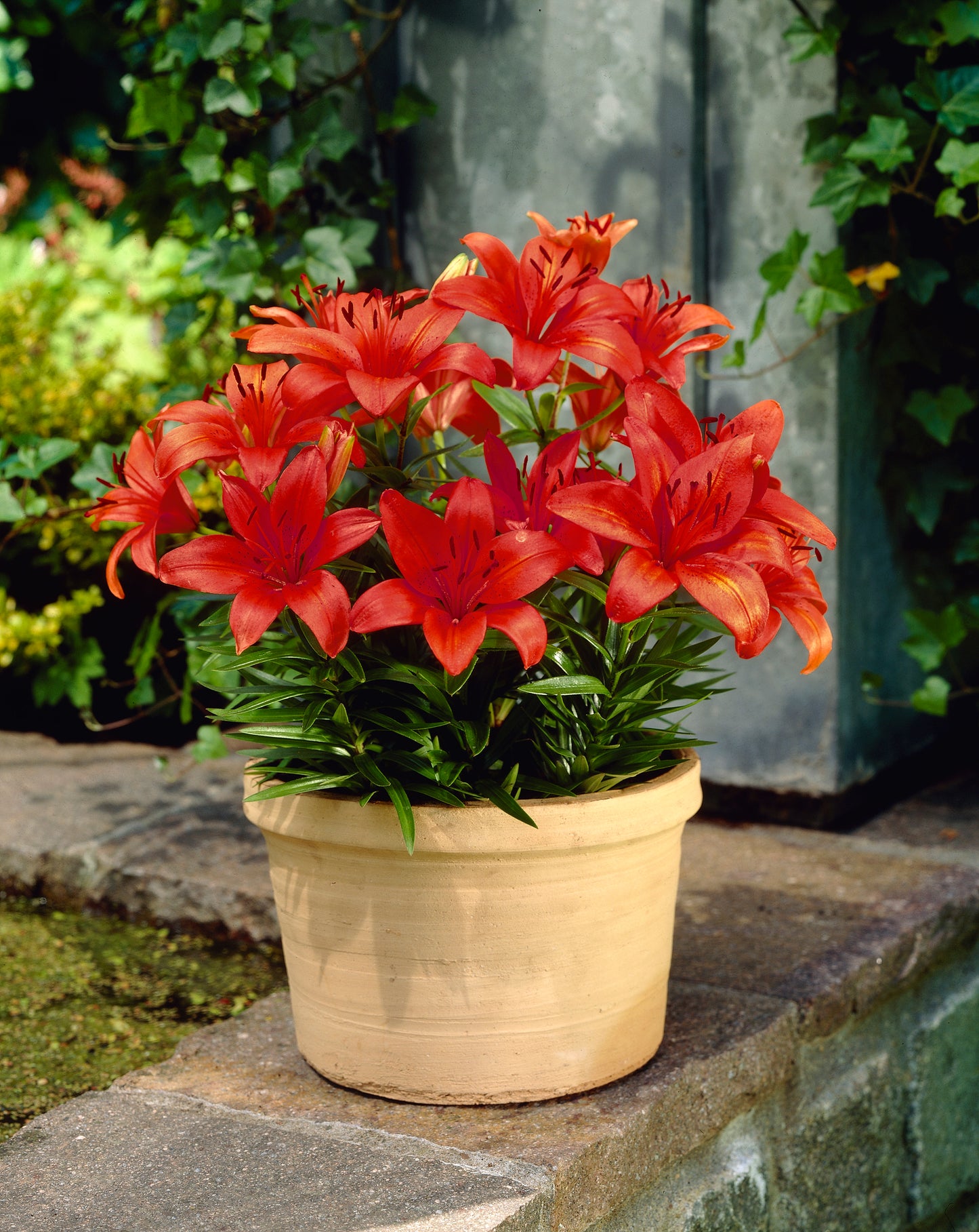 Lilium for Pots 'Happy Love' - Green's of Ireland Online Garden Shop.  Flower Bulbs, West Cork Bulbs, Daffodil Bulbs, Tulip Bulbs, Crocus Bulbs, Autumn Bulbs, Bulbs, Cheap Bulbs