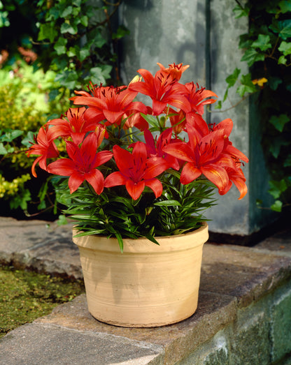 Lilium for Pots 'Happy Love' - Green's of Ireland Online Garden Shop.  Flower Bulbs, West Cork Bulbs, Daffodil Bulbs, Tulip Bulbs, Crocus Bulbs, Autumn Bulbs, Bulbs, Cheap Bulbs