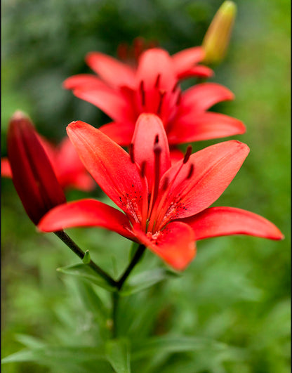 Lilium Asiatic Red  - Green's of Ireland Online Garden Shop.  Flower Bulbs, West Cork Bulbs, Daffodil Bulbs, Tulip Bulbs, Crocus Bulbs, Autumn Bulbs, Bulbs, Cheap Bulbs