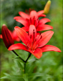 Lilium Asiatic Red  - Green's of Ireland Online Garden Shop.  Flower Bulbs, West Cork Bulbs, Daffodil Bulbs, Tulip Bulbs, Crocus Bulbs, Autumn Bulbs, Bulbs, Cheap Bulbs