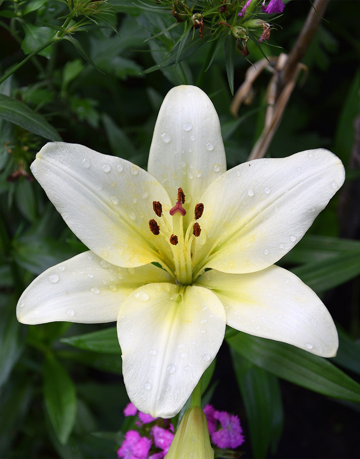 Lilium Asiatic White - Green's of Ireland Online Garden Shop.  Flower Bulbs, West Cork Bulbs, Daffodil Bulbs, Tulip Bulbs, Crocus Bulbs, Autumn Bulbs, Bulbs, Cheap Bulbs