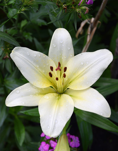 Lilium Asiatic White - Green's of Ireland Online Garden Shop.  Flower Bulbs, West Cork Bulbs, Daffodil Bulbs, Tulip Bulbs, Crocus Bulbs, Autumn Bulbs, Bulbs, Cheap Bulbs