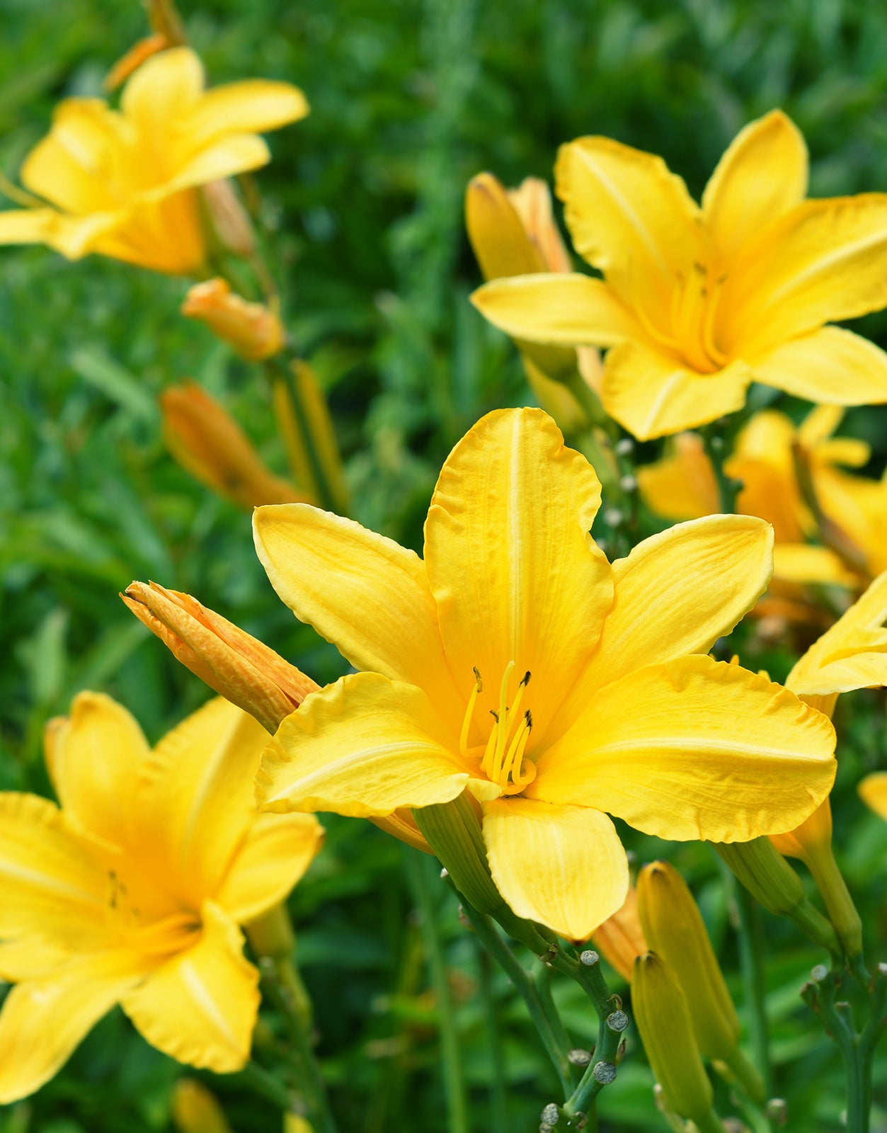 Lilium Asiatic Yellow  - Green's of Ireland Online Garden Shop.  Flower Bulbs, West Cork Bulbs, Daffodil Bulbs, Tulip Bulbs, Crocus Bulbs, Autumn Bulbs, Bulbs, Cheap Bulbs