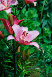 Lilium Oriental Pink 2 Bulbs Pack - Green's of Ireland Online Garden Shop.  Flower Bulbs, Greens of Ireland, Daffodil Bulbs, Tulip Bulbs, Crocus Bulbs, Autumn Bulbs, Bulbs, Cheap Bulbs