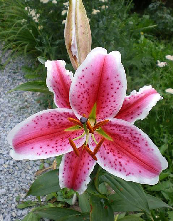 Lilium Oriental 'Ravenna' 2 Bulbs Pack - Green's of Ireland Online Garden Shop.  Flower Bulbs, Greens of Ireland, Daffodil Bulbs, Tulip Bulbs, Crocus Bulbs, Autumn Bulbs, Bulbs, Cheap Bulbs