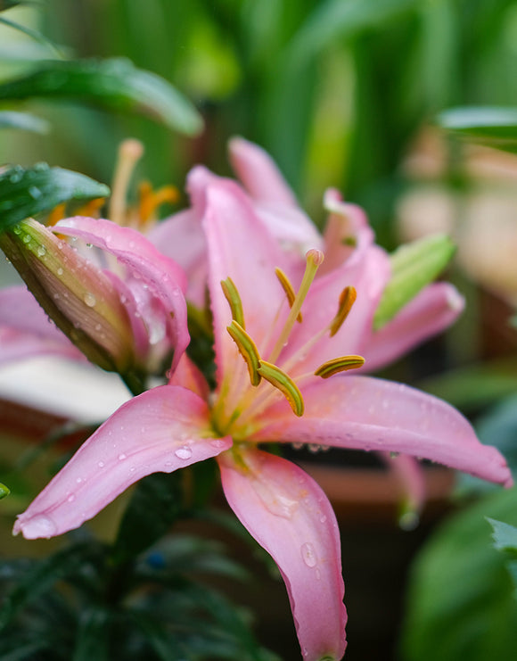 Lilium Oriental 'Robina' 2 Bulbs Pack - Green's of Ireland Online Garden Shop.  Flower Bulbs, Greens of Ireland, Daffodil Bulbs, Tulip Bulbs, Crocus Bulbs, Autumn Bulbs, Bulbs, Cheap Bulbs
