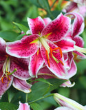 Lilium Oriental 'Stargazer'  - Green's of Ireland Online Garden Shop.  Flower Bulbs, West Cork Bulbs, Daffodil Bulbs, Tulip Bulbs, Crocus Bulbs, Autumn Bulbs, Bulbs, Cheap Bulbs