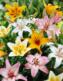 Lilium Asiatic Mixed  - Green's of Ireland Online Garden Shop.  Flower Bulbs, West Cork Bulbs, Daffodil Bulbs, Tulip Bulbs, Crocus Bulbs, Autumn Bulbs, Bulbs, Cheap Bulbs