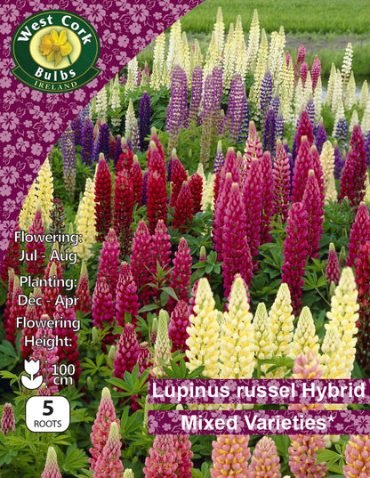 Lupinus Russell Hybrid Mixed - Green's of Ireland Online Garden Shop.  Flower Bulbs, West Cork Bulbs, Daffodil Bulbs, Tulip Bulbs, Crocus Bulbs, Autumn Bulbs, Bulbs, Cheap Bulbs