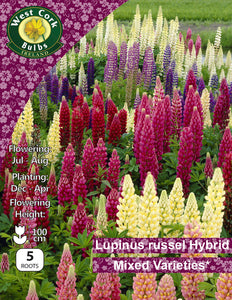 Lupinus Rusell Hybrid Mixed