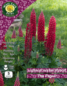 Lupinus Rusell Hybride Rouge