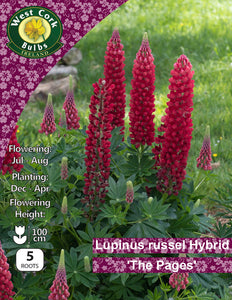 Lupinus Rusell Hybrid 'The Pages'