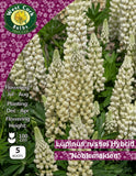 Lupinus Rusell Hybrid 'Noblemaiden'