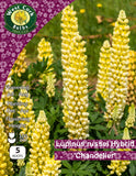 5 x  Lupinus Rusell Hybrid 'Chandelier'