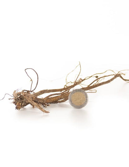 Lupinus Rusell Hybrid Mixed - Green's of Ireland Online Garden Shop.  Flower Bulbs, West Cork Bulbs, Daffodil Bulbs, Tulip Bulbs, Crocus Bulbs, Autumn Bulbs, Bulbs, Cheap Bulbs