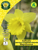 Yellow Daffodils Magnificence - Green's of Ireland Online Garden Shop. Flower Bulbs, West Cork Bulbs, Daffodil Bulbs, Tulip Bulbs, Crocus Bulbs, Autumn Bulbs, Bulbs, Cheap Bulbs