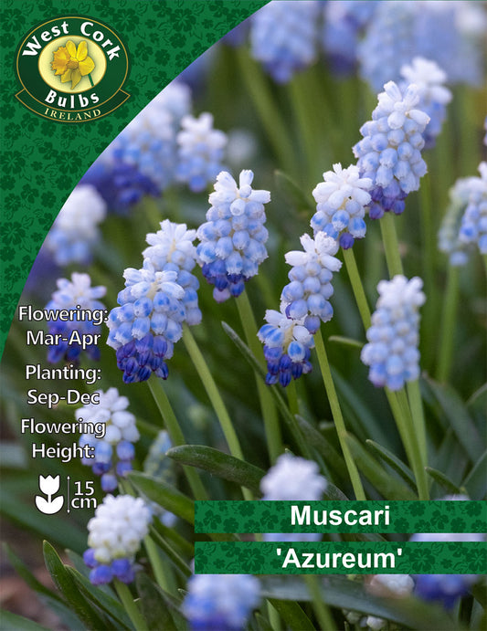 Muscari 'Azureum' - Green's of Ireland Online Garden Shop.  Muscari, West Cork Bulbs, Daffodil Bulbs, Tulip Bulbs, Crocus Bulbs, Autumn Bulbs, Bulbs, Cheap Bulbs