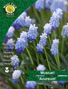 Muscari Azureum