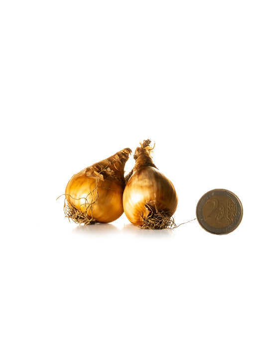 Miniature Daffodils 'Sundisc'