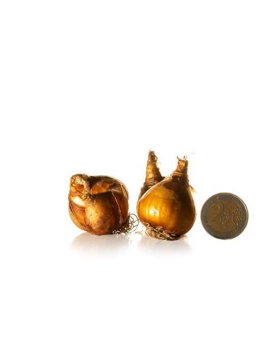 Miniature Daffodils Tête-à-Tête - Green's of Ireland Online Garden Shop.  Flower Bulbs, West Cork Bulbs, Daffodil Bulbs, Tulip Bulbs, Crocus Bulbs, Autumn Bulbs, Bulbs, Cheap Bulbs