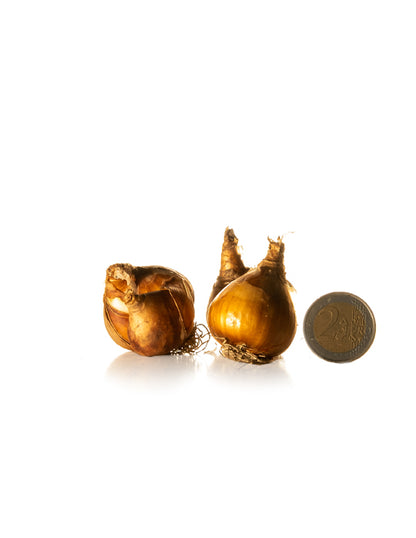 Miniature Daffodils Tête-à-Tête - Green's of Ireland Online Garden Shop.  Flower Bulbs, West Cork Bulbs, Daffodil Bulbs, Tulip Bulbs, Crocus Bulbs, Autumn Bulbs, Bulbs, Cheap Bulbs