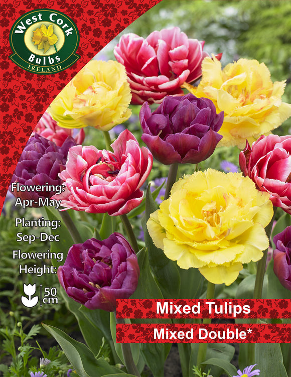 Double Tulip Mixed - Green's of Ireland Online Garden Shop. Tulips, West Cork Bulbs, Daffodil Bulbs, Tulip Bulbs, Crocus Bulbs, Autumn Bulbs, Bulbs, Cheap Bulbs