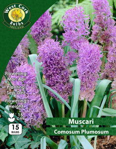 Muscari comosum Plumosum - Green's of Ireland Online Garden Shop. Muscari, West Cork Bulbs, Daffodil Bulbs, Tulip Bulbs, Crocus Bulbs, Autumn Bulbs, Bulbs, Cheap Bulbs