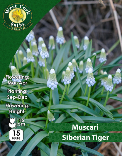 Muscari Siberian Tiger - Green's of Ireland Online Garden Shop. Muscari, West Cork Bulbs, Daffodil Bulbs, Tulip Bulbs, Crocus Bulbs, Autumn Bulbs, Bulbs, Cheap Bulbs