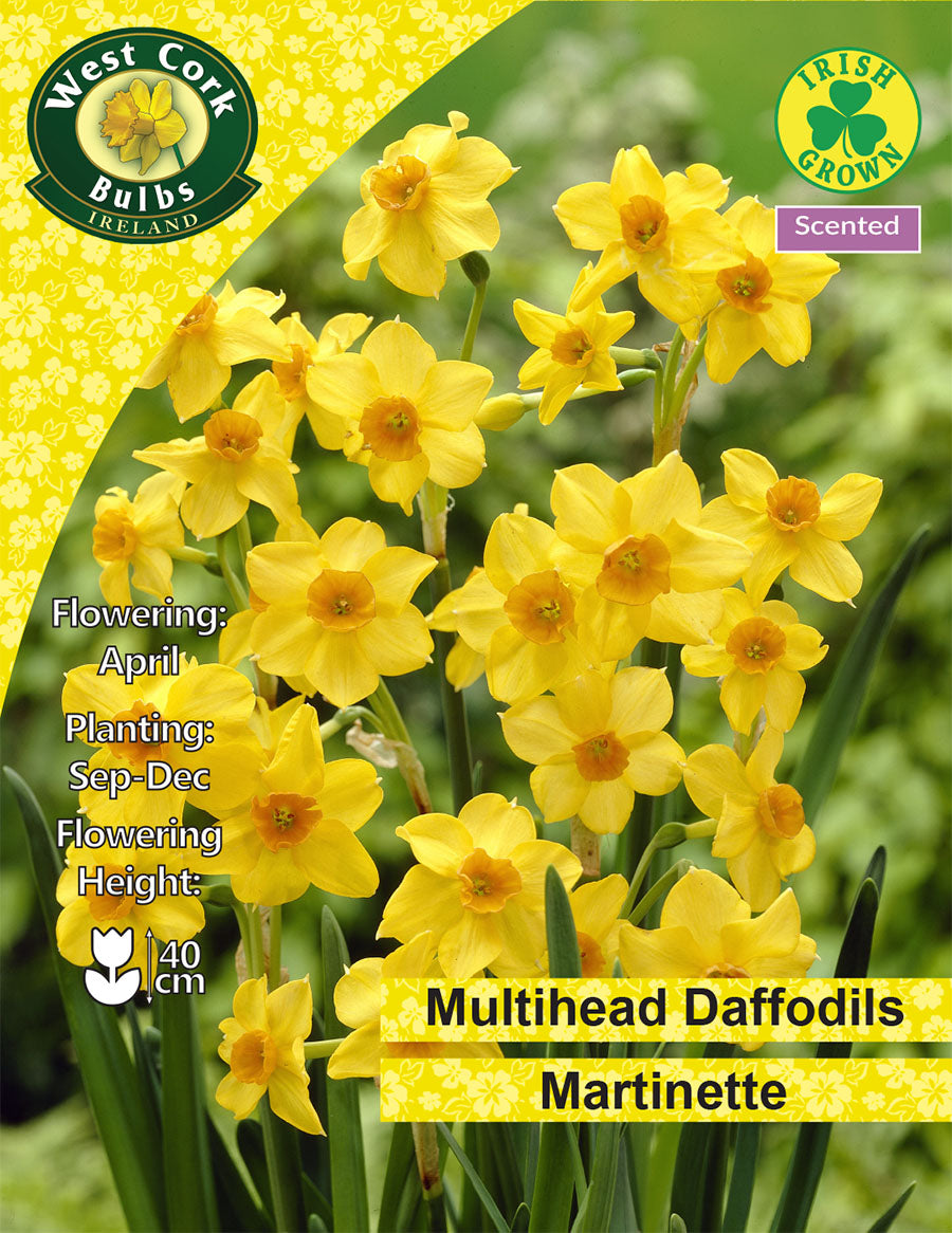 Daffodils Martinette - Green's of Ireland Online Garden Shop.  Flower Bulbs, West Cork Bulbs, Daffodil Bulbs, Tulip Bulbs, Crocus Bulbs, Autumn Bulbs, Bulbs, Cheap Bulbs