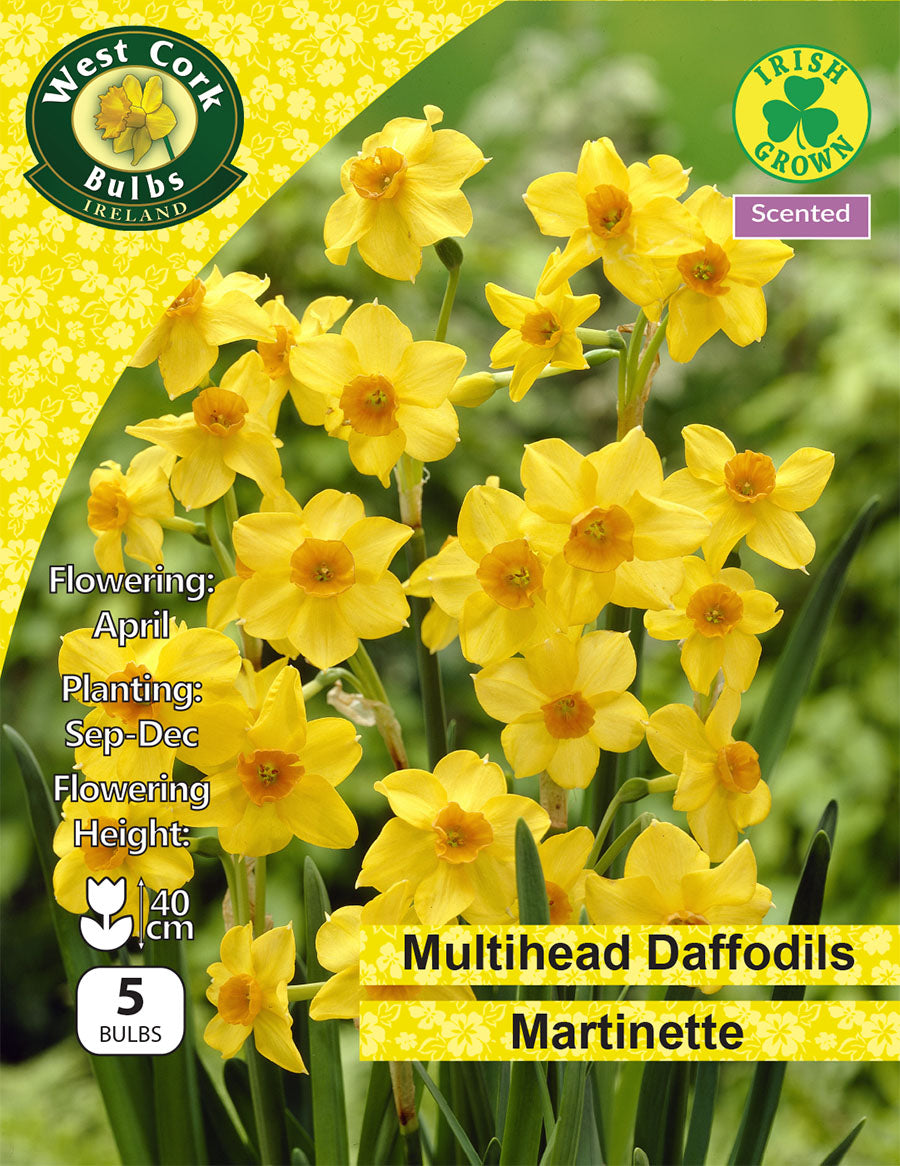 Daffodils Martinette - Green's of Ireland Online Garden Shop.  Flower Bulbs, West Cork Bulbs, Daffodil Bulbs, Tulip Bulbs, Crocus Bulbs, Autumn Bulbs, Bulbs, Cheap Bulbs