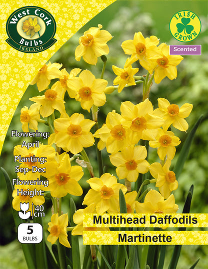 Daffodils Martinette - Green's of Ireland Online Garden Shop.  Flower Bulbs, West Cork Bulbs, Daffodil Bulbs, Tulip Bulbs, Crocus Bulbs, Autumn Bulbs, Bulbs, Cheap Bulbs