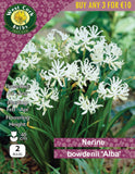 Nerine Bowdenii 'Alba' - Green's of Ireland Online Garden Shop.  Flower Bulbs, West Cork Bulbs, Daffodil Bulbs, Tulip Bulbs, Crocus Bulbs, Autumn Bulbs, Bulbs, Cheap Bulbs