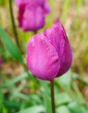 Single Tulip Negrita - Green's of Ireland Online Garden Shop. Tulips, West Cork Bulbs, Daffodil Bulbs, Tulip Bulbs, Crocus Bulbs, Autumn Bulbs, Bulbs, Cheap Bulbs