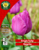 Single Tulip Negrita - Green's of Ireland Online Garden Shop. Tulips, West Cork Bulbs, Daffodil Bulbs, Tulip Bulbs, Crocus Bulbs, Autumn Bulbs, Bulbs, Cheap Bulbs