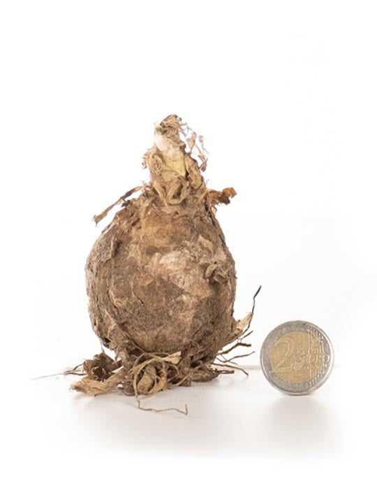 Nerine Bowdenii 'Alba' - Green's of Ireland Online Garden Shop.  Flower Bulbs, West Cork Bulbs, Daffodil Bulbs, Tulip Bulbs, Crocus Bulbs, Autumn Bulbs, Bulbs, Cheap Bulbs