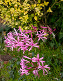 Nerine Bowdenii  - Green's of Ireland Online Garden Shop.  Flower Bulbs, West Cork Bulbs, Daffodil Bulbs, Tulip Bulbs, Crocus Bulbs, Autumn Bulbs, Bulbs, Cheap Bulbs