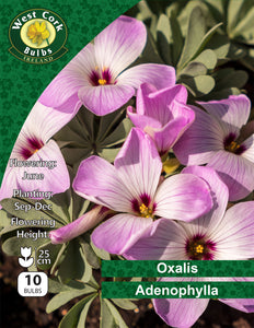 Oxalis Adenophylla - Green's of Ireland Online Garden Shop. Miscellaneous, West Cork Bulbs, Daffodil Bulbs, Tulip Bulbs, Crocus Bulbs, Autumn Bulbs, Bulbs, Cheap Bulbs